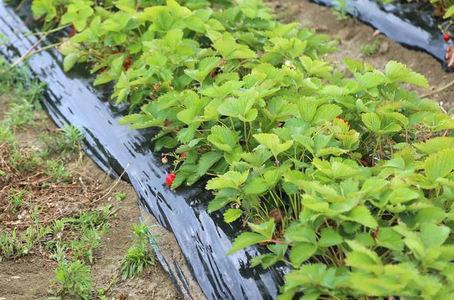 草莓实际生产中为什么不用种子育苗而是采用匍匐茎繁殖